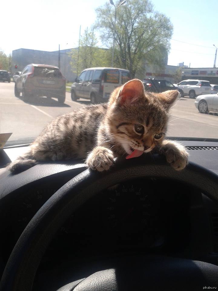Коты за рулем