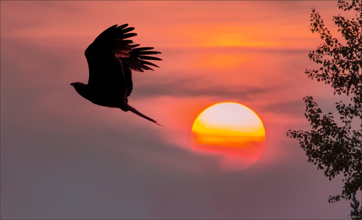 Птица улетающая вдаль. Птицы на закате. Птицы на Восходе солнца. Парящий Орел. Птица свободы.