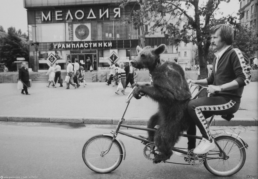 Фото медведя на велосипеде