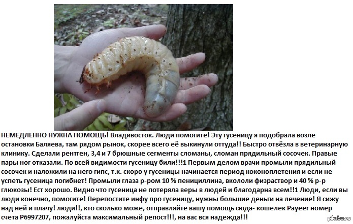 гусеница | Пикабу