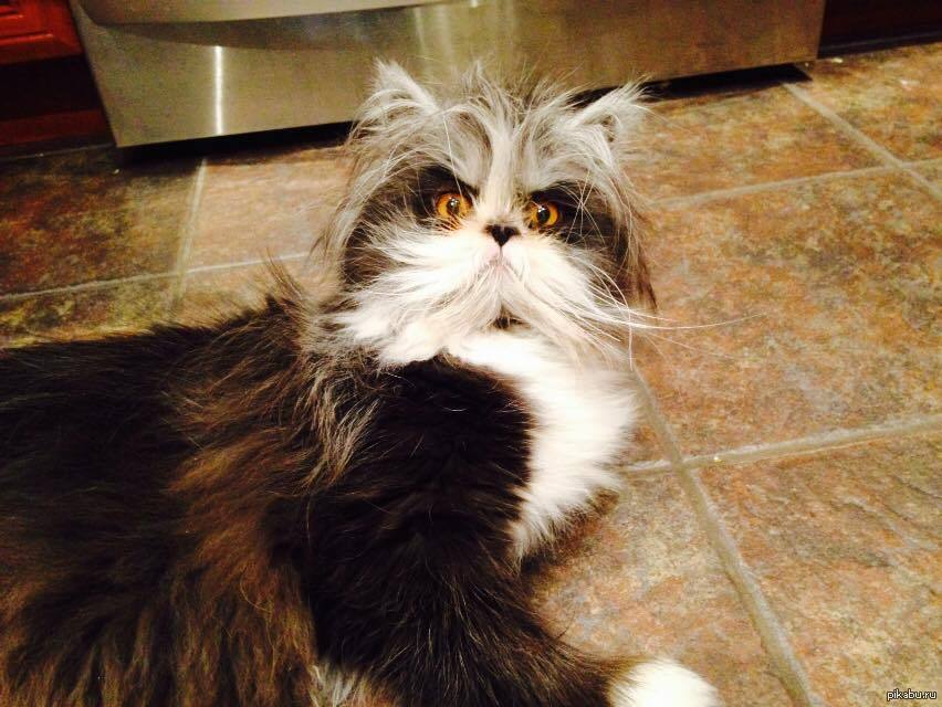Безумный котик