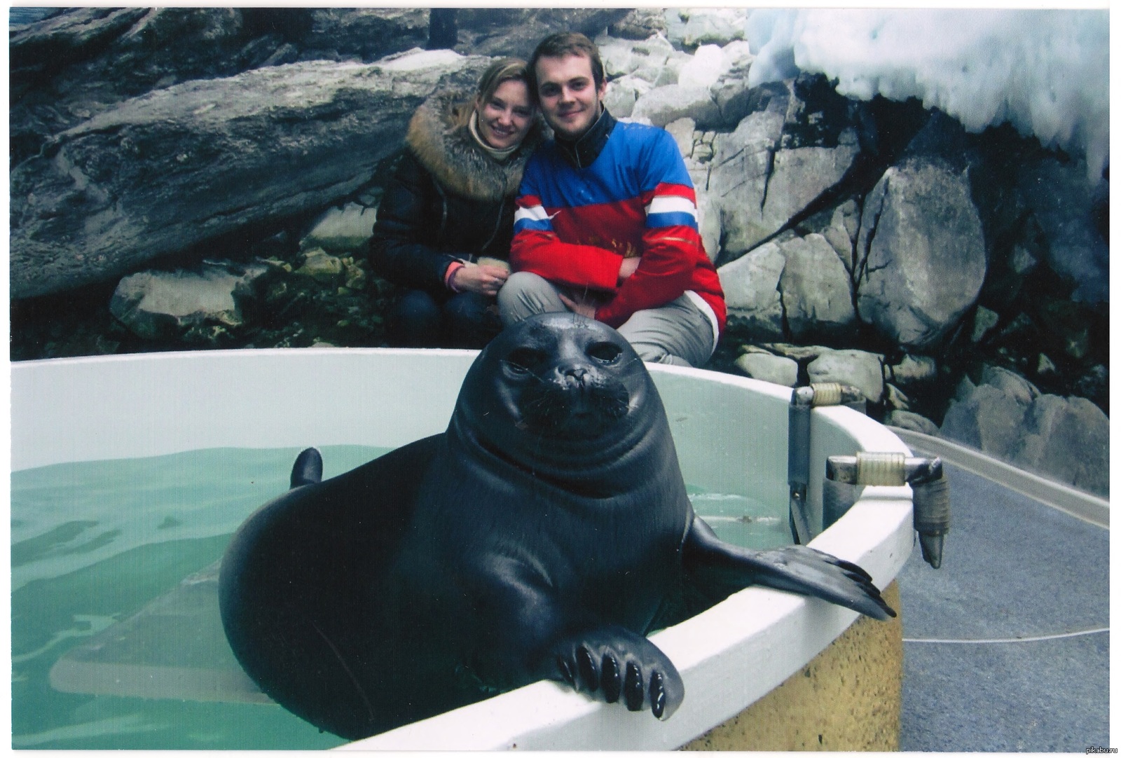 Нерпа. | Пикабу