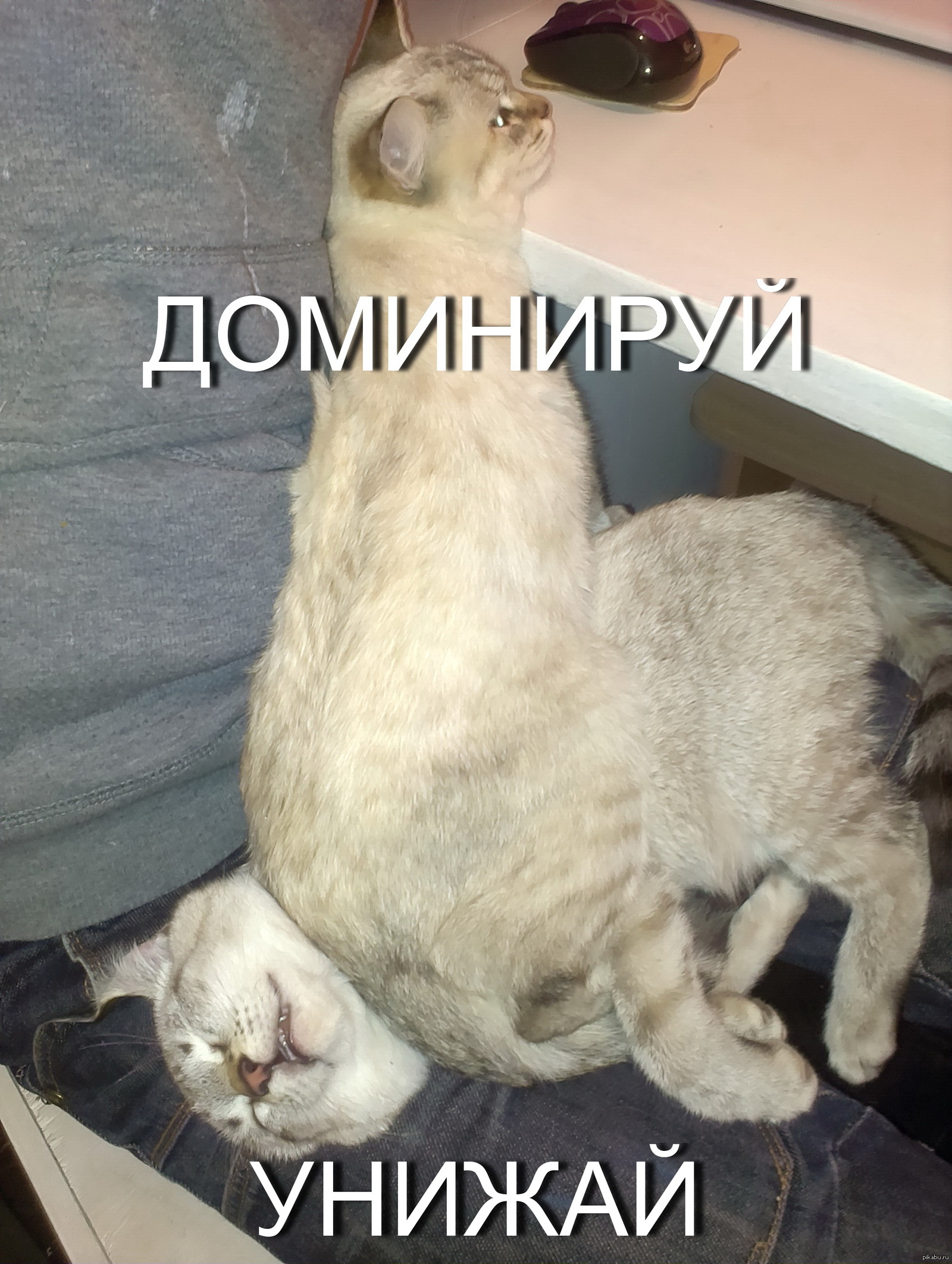 Тренироваться на кошках