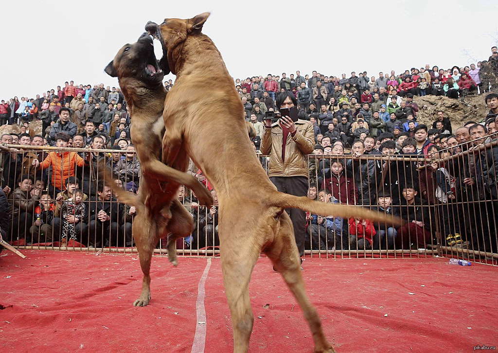Fighting forum. Бойцовские собаки кангал. Бои собак породы кангал. Бойцовская порода волкодав.