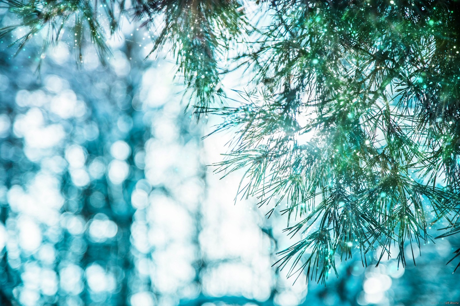 Green winter. Зимний фон. Красивый зимний фон. Зимние зеленые деревья. Макросъемка зима.