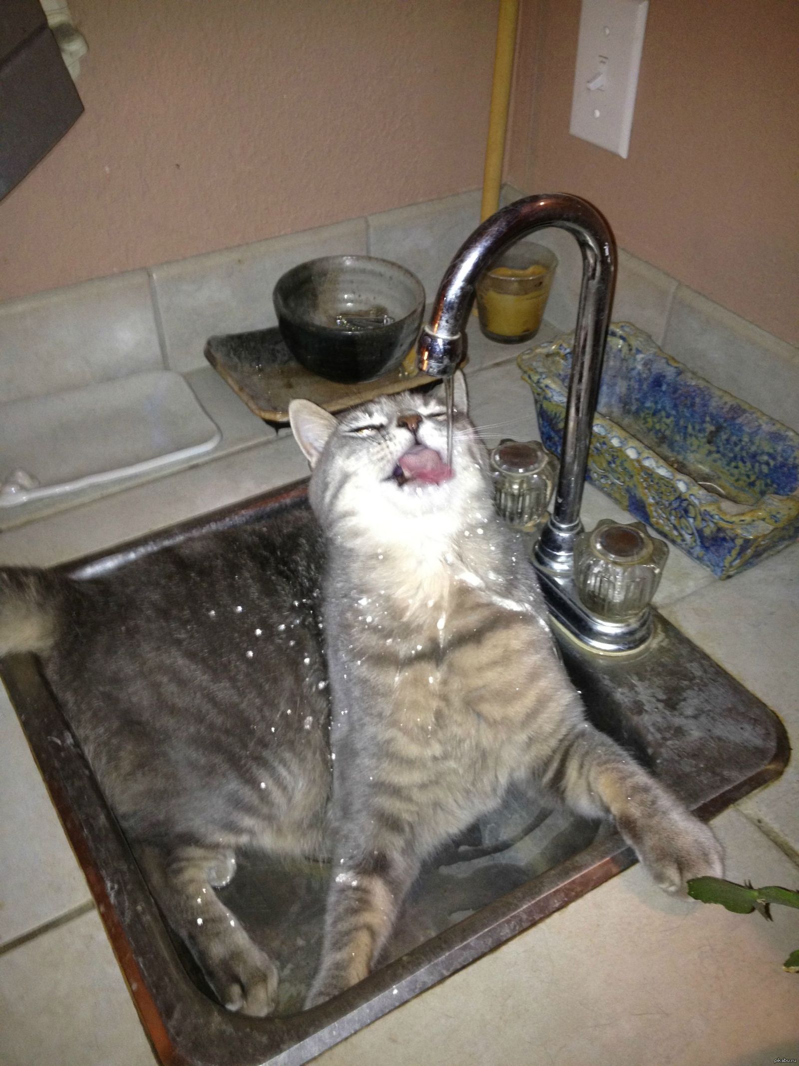 кошка,которая любит воду | Пикабу