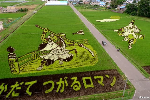 Pirinči od riže u Japanu: umjetnost na zemlji