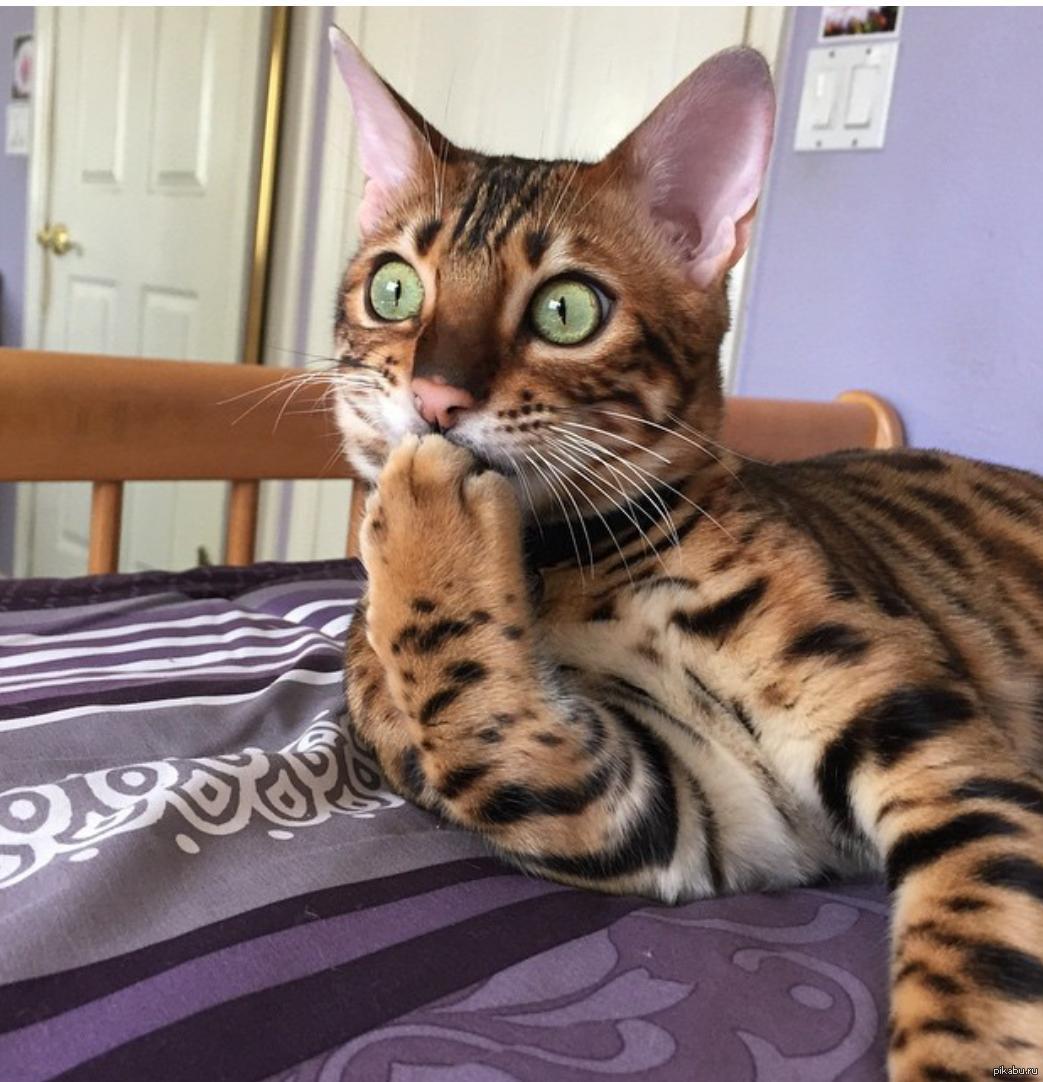 Удивленный Кот Картинки Прикольные