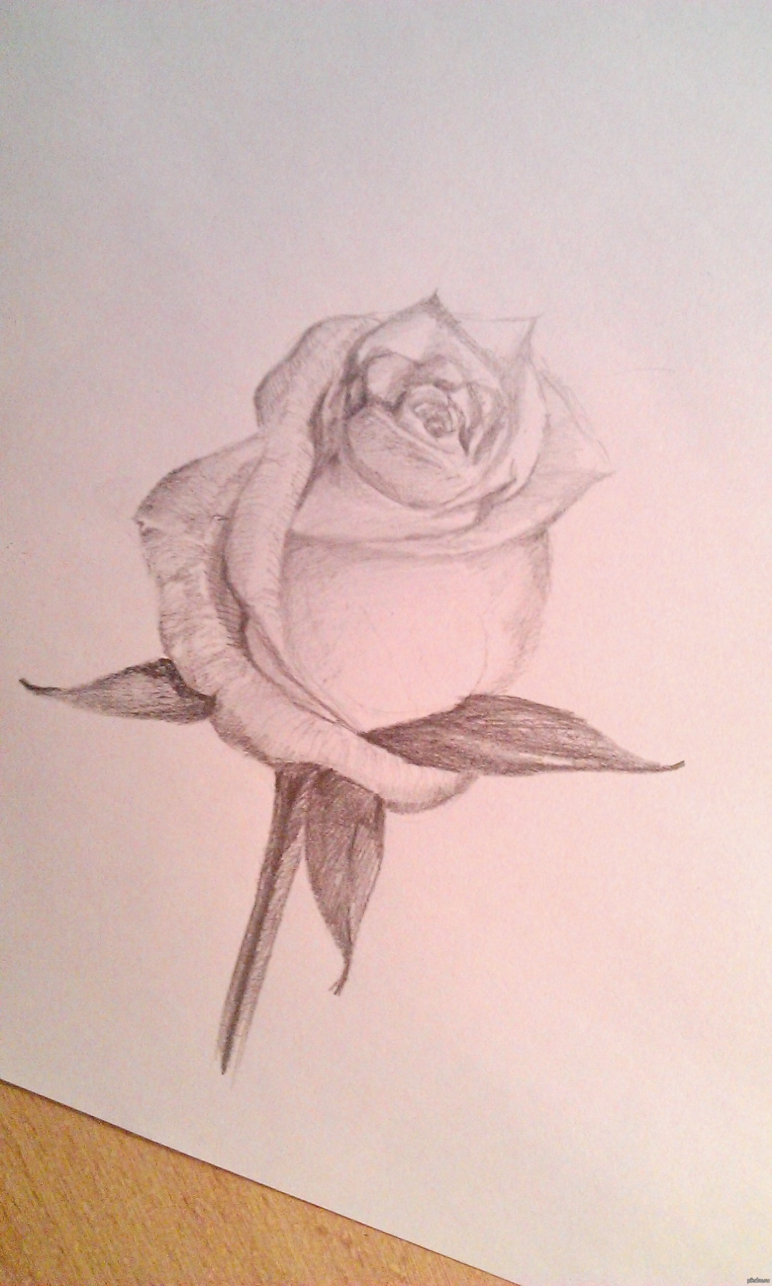 Азбука рисования роза