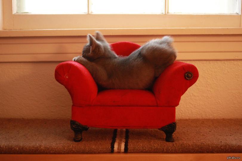 Весел мебель. Прикольный диванчик. Кот на диване. Смешной диван. Котик на диване.