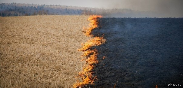 Дорога через пламя читать. Лесной пожар пепелище. Пепелище в лесу. Пепелище Эстетика. Сгоревший лес пепелище.