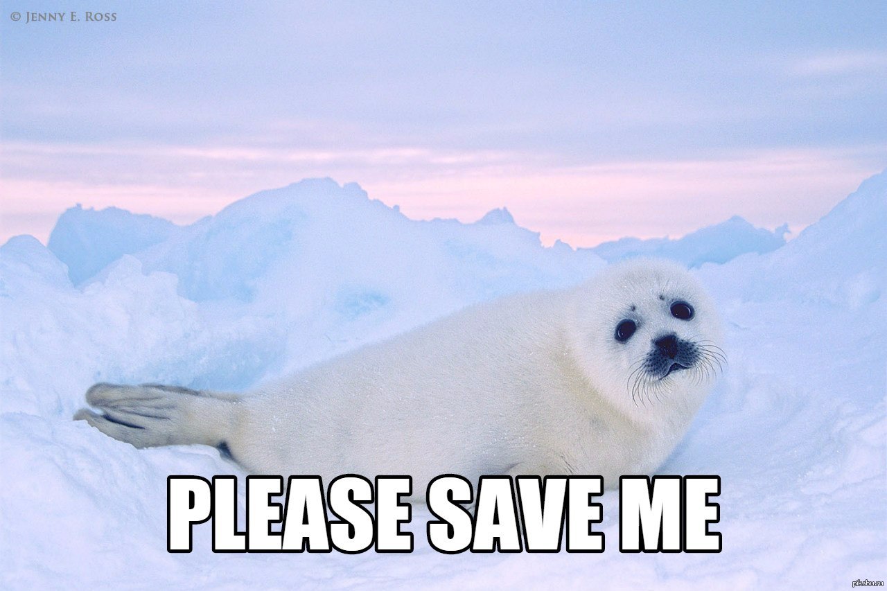 Тюлень в тундре. Ластоногие Гренландский тюлень. Белек гренландского тюленя. Байкальская Нерпа Белек. Гренландский тюлень Нерпа.