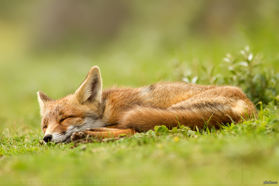 Lazy fox. Лиса. Милые лисички. Милая лиса.