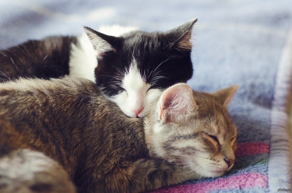 Песня кусь мур. Котики любовь. Кошачья любовь. Котики обнимаются. Две кошки.