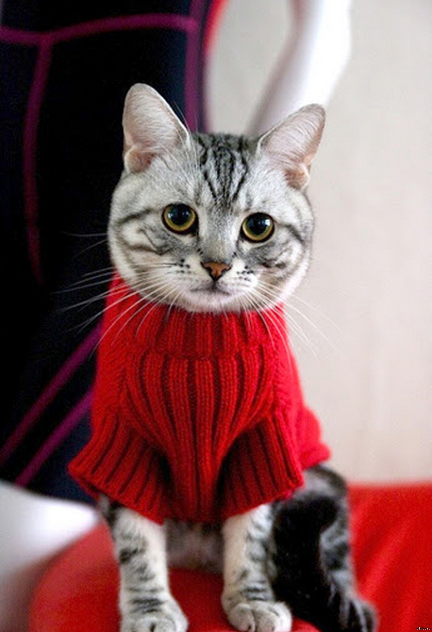 Кот в кофте. Одежда для кошек. Модные котики. Кот в костюме. Одежда для кошечек.