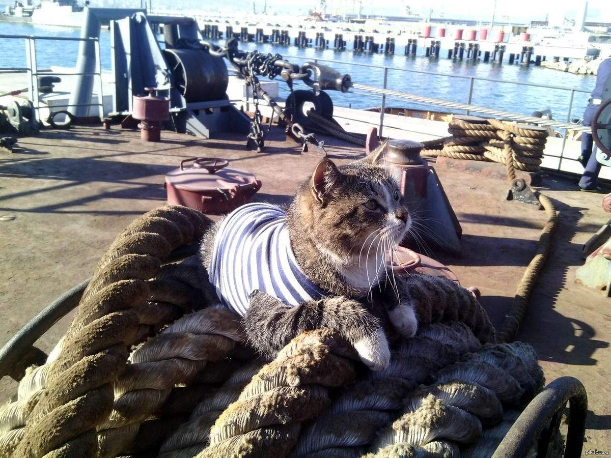 Отдать швартовы ассоциируется с морем. Кот на корабле. Котенок на корабле. Корабельный кот. Кот в тельняшке.