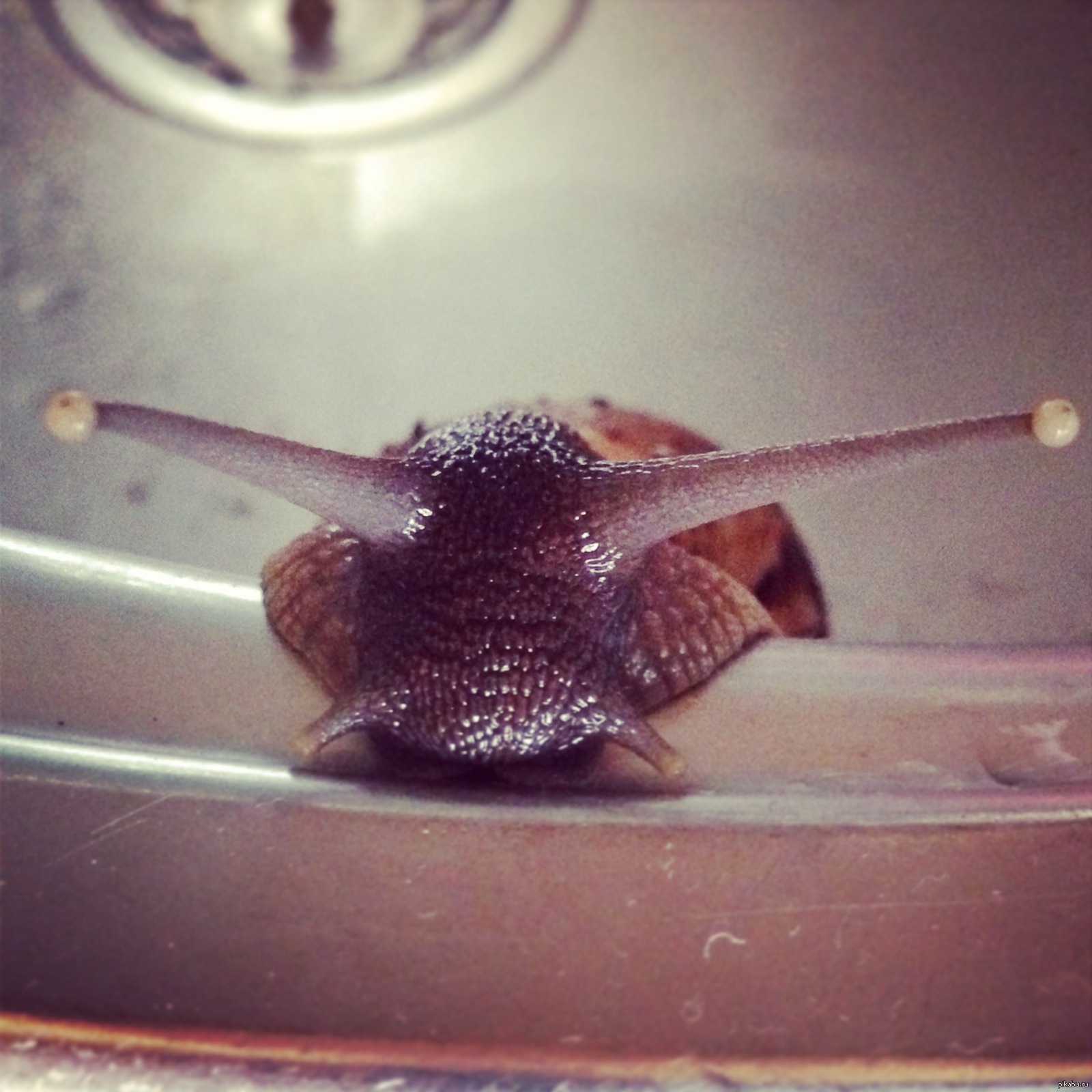 Disheartened. - My, My, Snail, Achatina