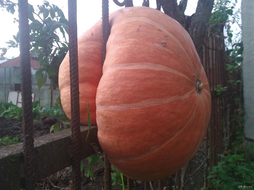 Тыква с дыркой