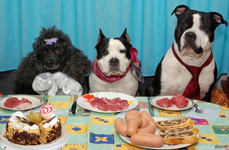 Собака празднует. День рождения собаки. Собака с праздником. С днем рождения животные. Открытки с днём рождения с собаками.