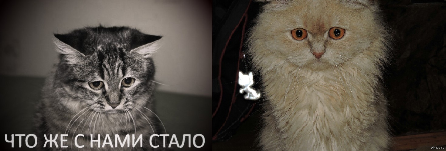 Стань котом