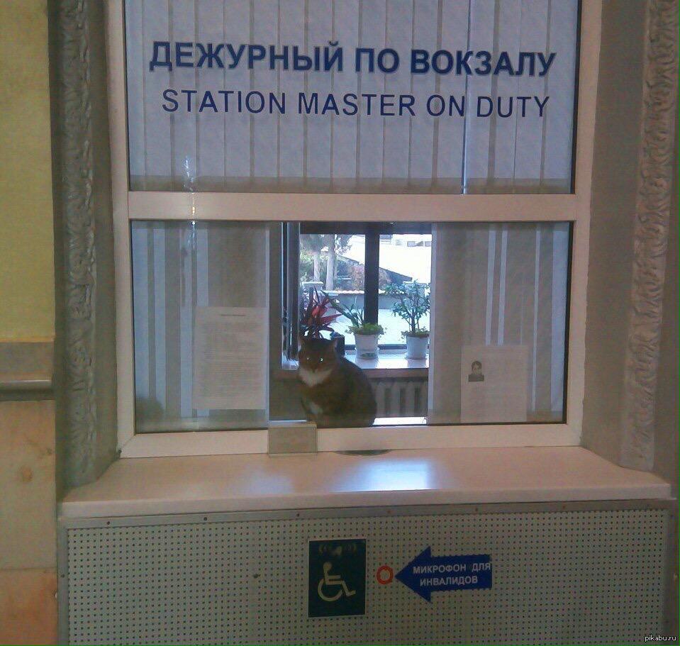 Дежурный покой. Дежурный по вокзалу. Дежурный кот. Кот - дежурный по вокзалу. Дежурный вокзала.