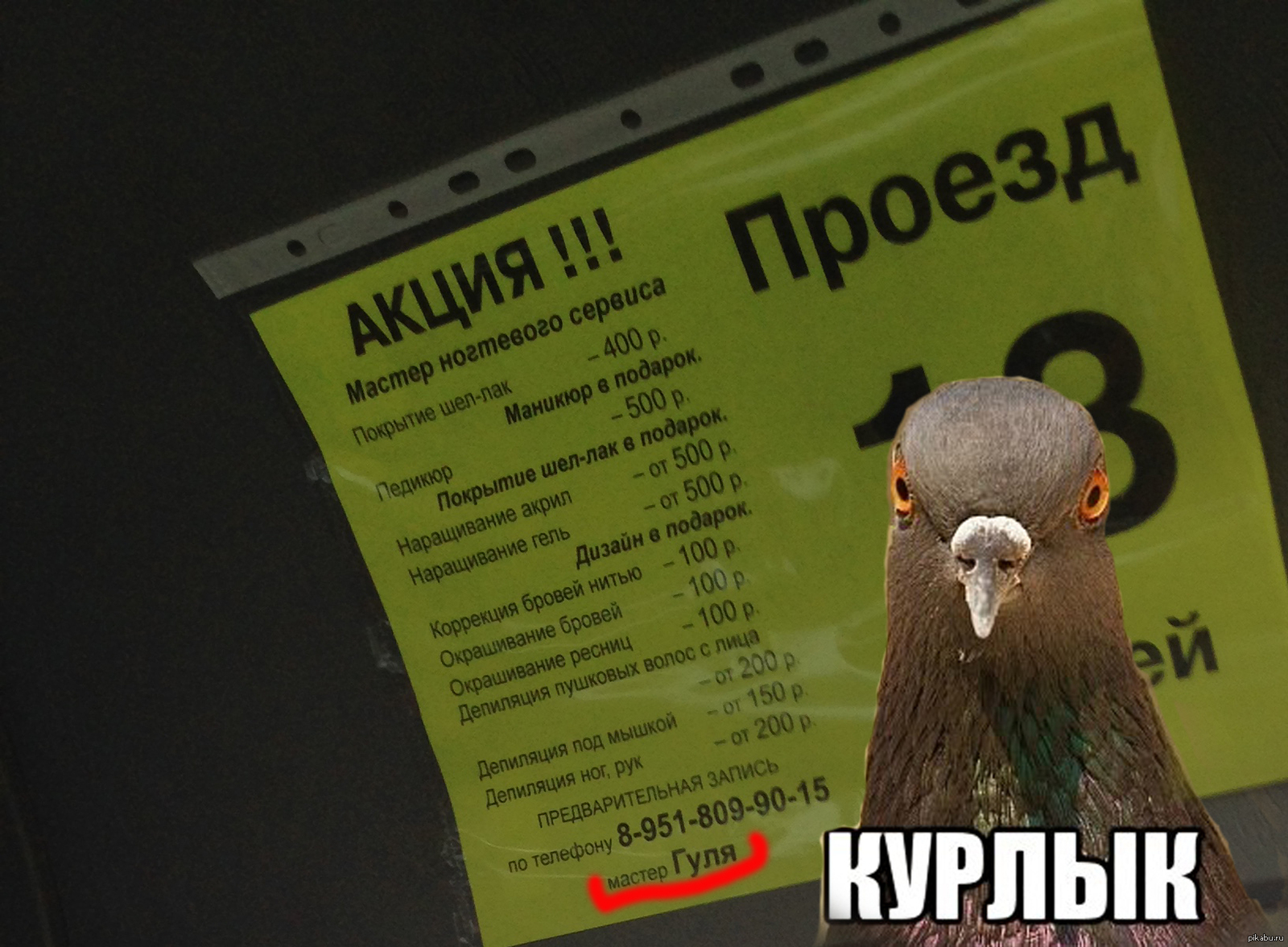 Узбикен курлык мурлык перевод на русский. Голубь Мем курлык. Гуля курлык курлык. Гули Гули курлык. Курлык пикабу.