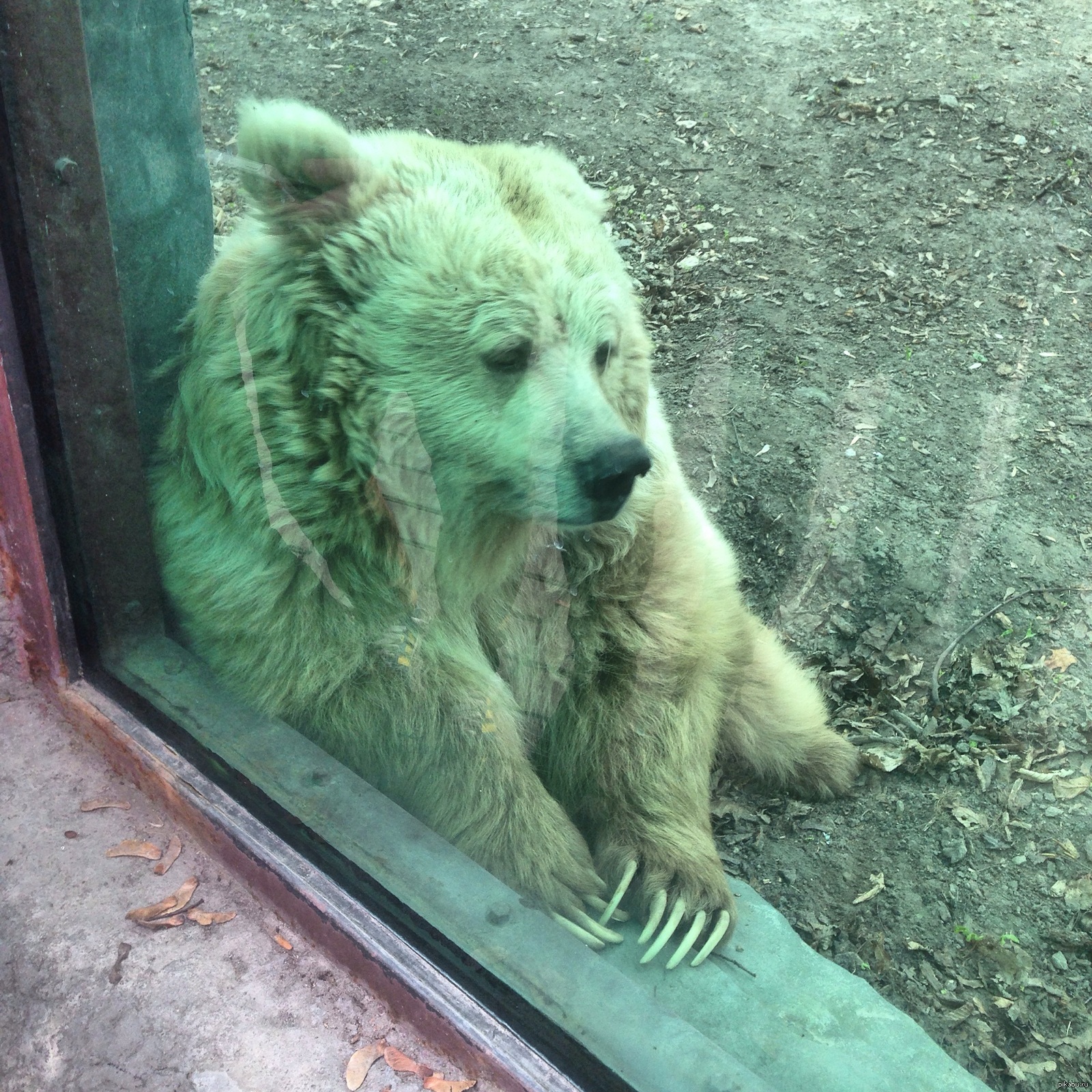 Приуныл. Медведь приуныл. Чета приуныл медведь. Приуныл фото. Прикол про медведя который приуныл.