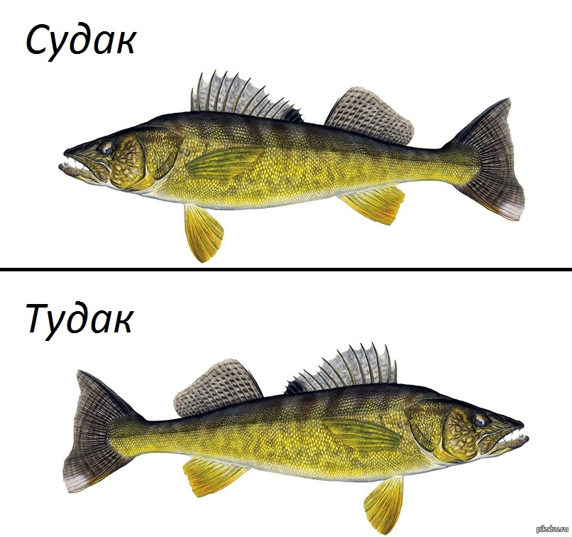 Судак Мем