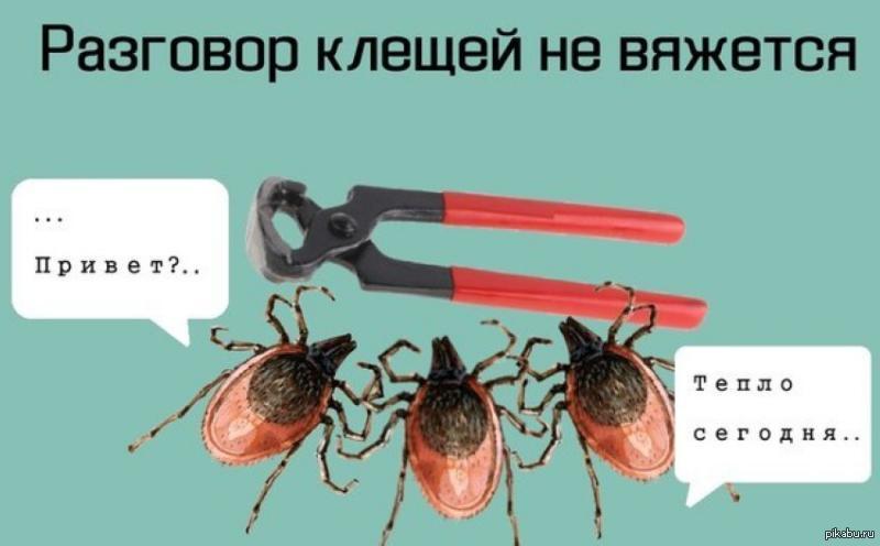 Клещ мем. Смешные клещи. Шутки про клещей.