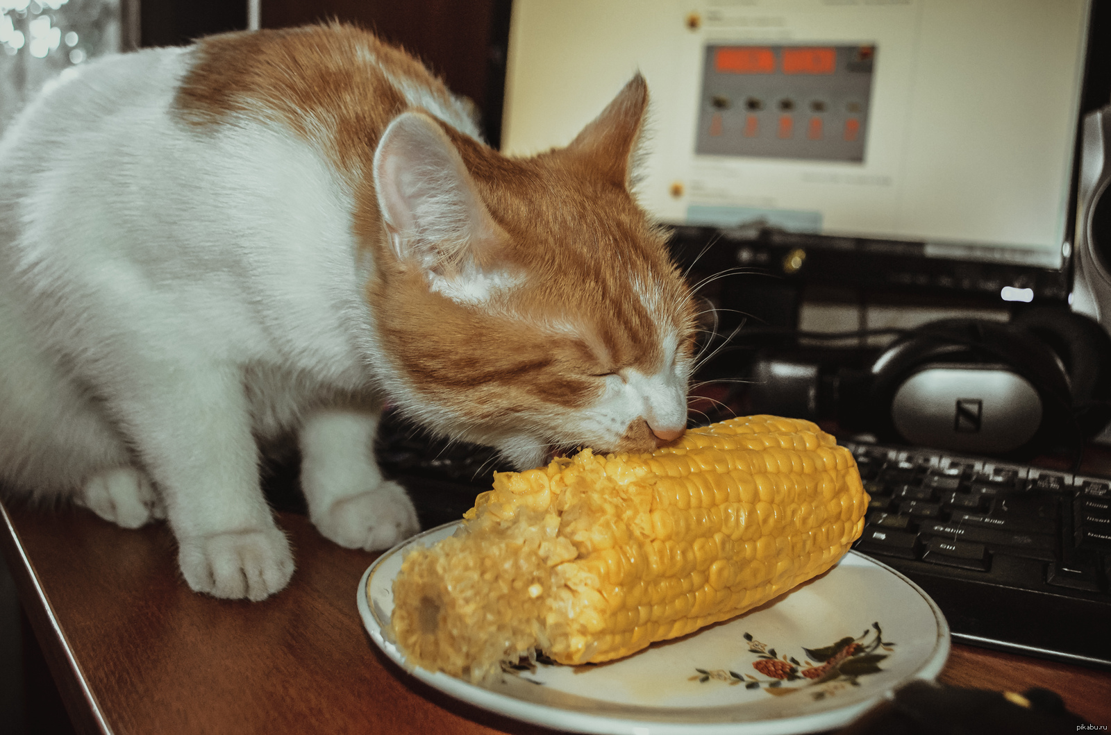 Целый голодный. Голодный кот. Голодный котенок. Котик ест. Кошачья еда.