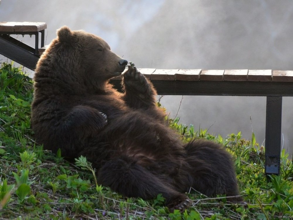 Хороший медведь видео. Добрый медведь. Медведь отдыхает. Утренний медведь. Камчатка медведи.