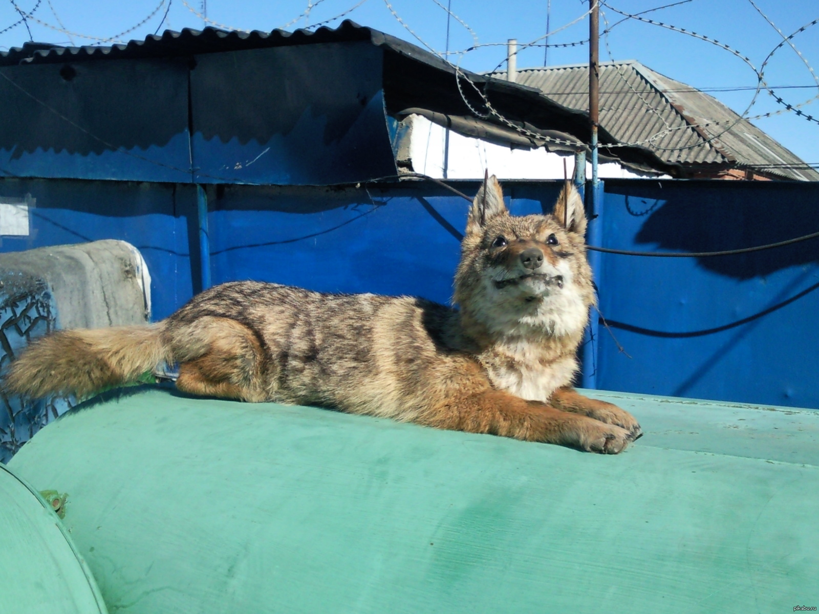 Найдена улыбчивая чупакабра | Пикабу