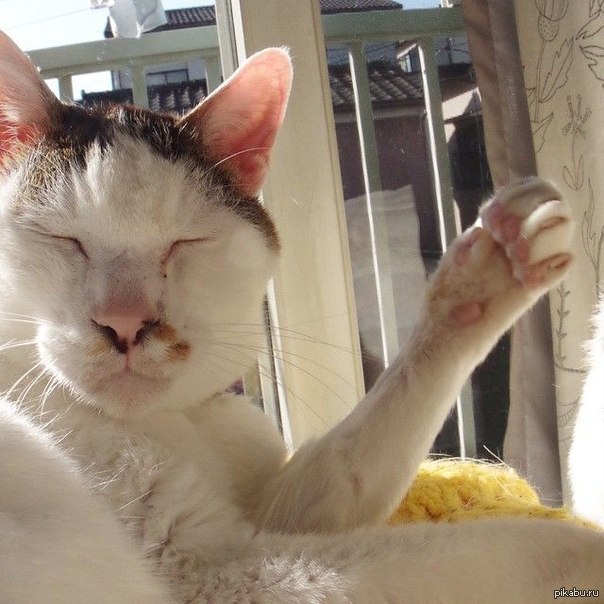 Держи пятюню. Кот дает пять. Даю пятюню. Кот дай пять. Котик пятюня.