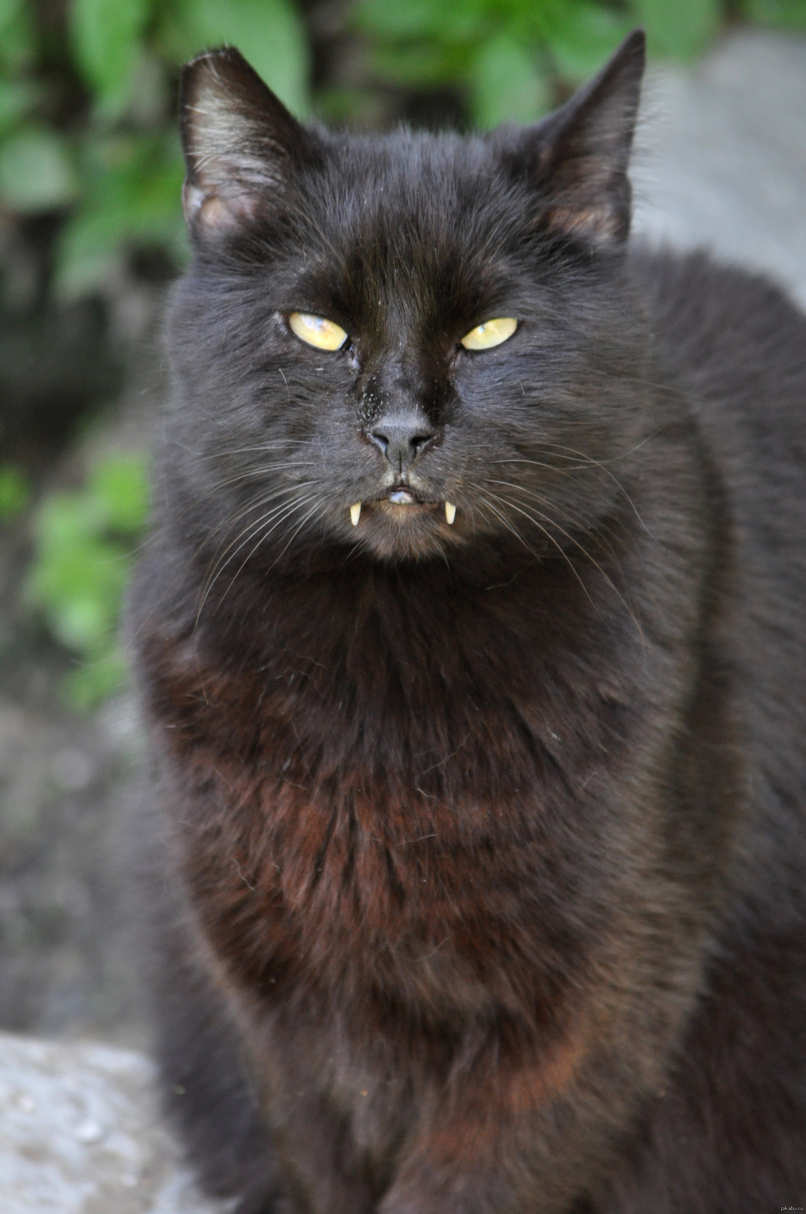 Кот армянский