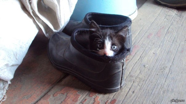 Что такое коты обувь