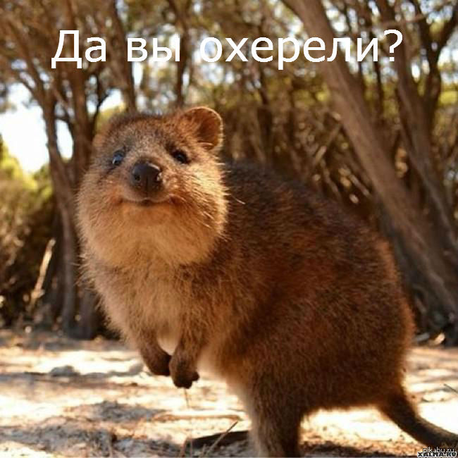 Сумчатый бобр