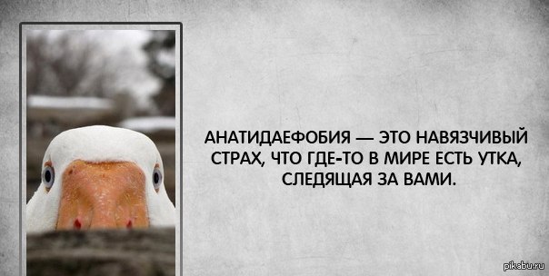 Следит утка фобия. Паранойя преследования. Боязнь что за тобой следит утка. Если у вас мания преследования. Шутка про уточку.
