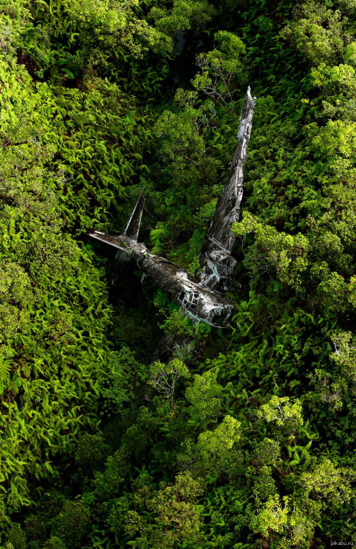 Упавшие самолеты в джунглях. Самолет в джунглях камбоджи. Крушение в джунглях. Крушение в джунглях. Самолет упал в джунглях.