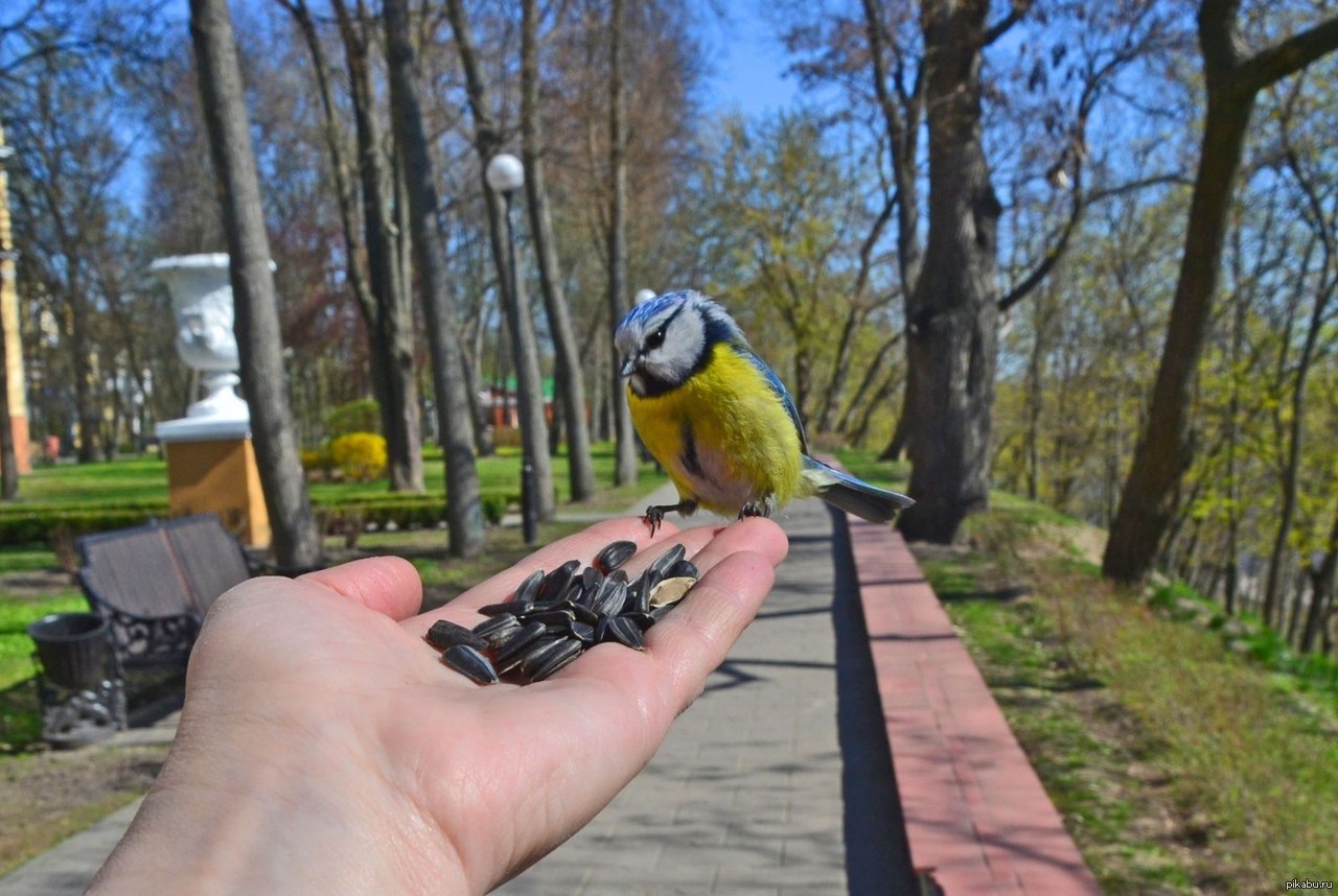 Птицы в городских парках