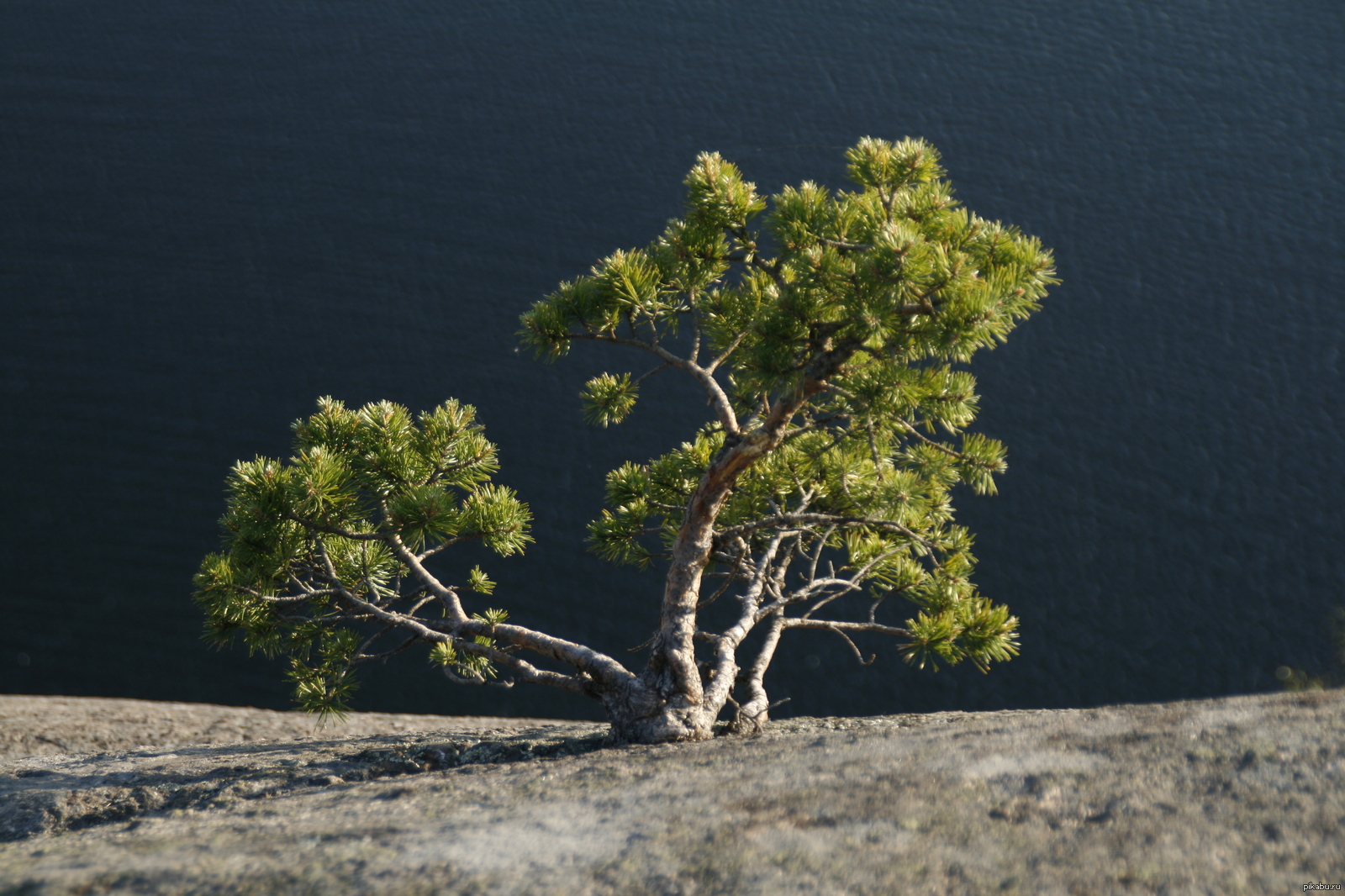 Сосна маленькая. Сосна растущая из воды. Сосна маленькая фото. Профиль-н nature сосна.