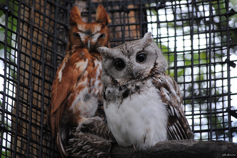 домашняя сова. смешные совы. совы на планерке в понедельник. смешные совы. кроличий сыч совиные.