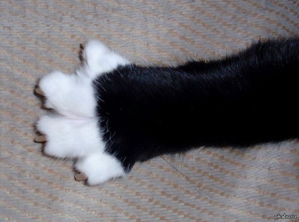 Лапка черного кота. Лапки кошки. Кот с белыми лапками. Белая лапа кота. Черная лапка кота.