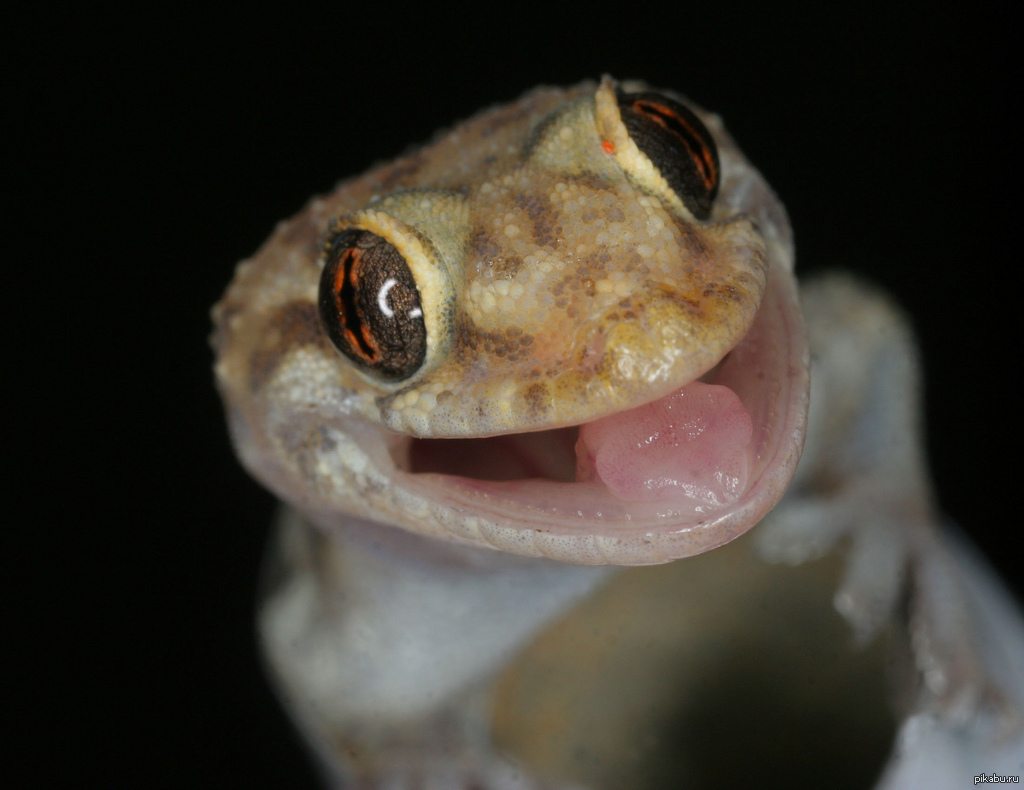 Smiling creatures