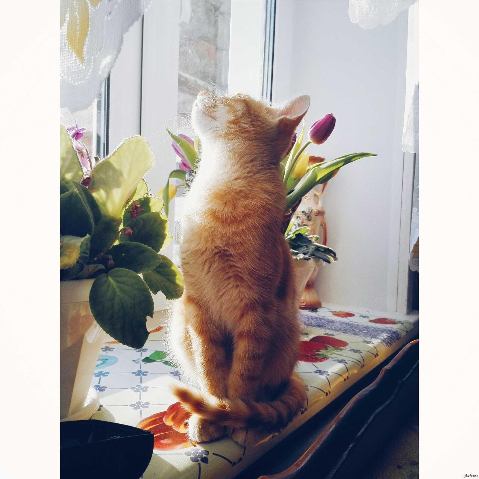 Картинки с добрым утром весенние с котами. Кот на солнышке. Рыжий кот. Котик на солнышке.