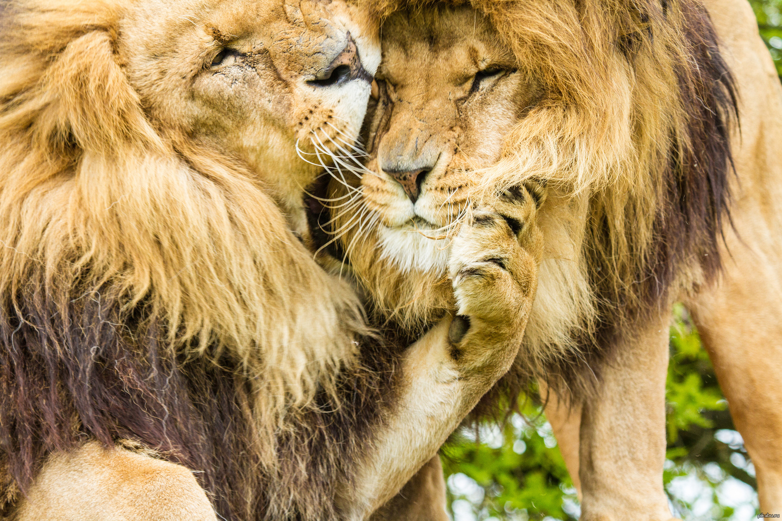 Какие львы в отношениях