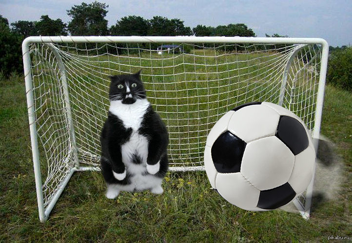 На воротах постою. Котик с мячиком футбольным. Кот футбольный мячик. Футбольный мяч и ворота. Кот на воротах.