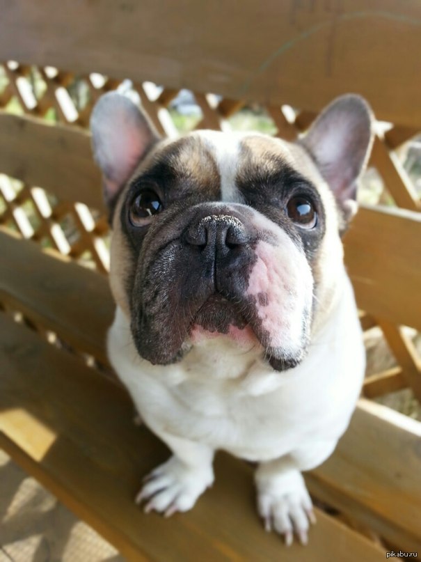 Cute post - My, French Bulldog, Bulldog, Dog