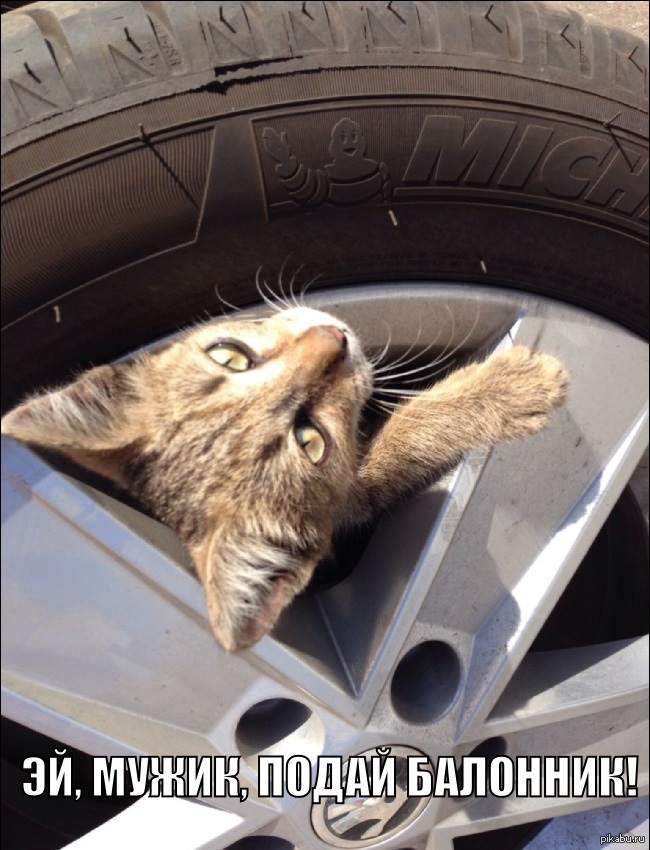 Кот механик. Котик механик. Коты механики. Кот механик Мем. Смешной кот под машиной.