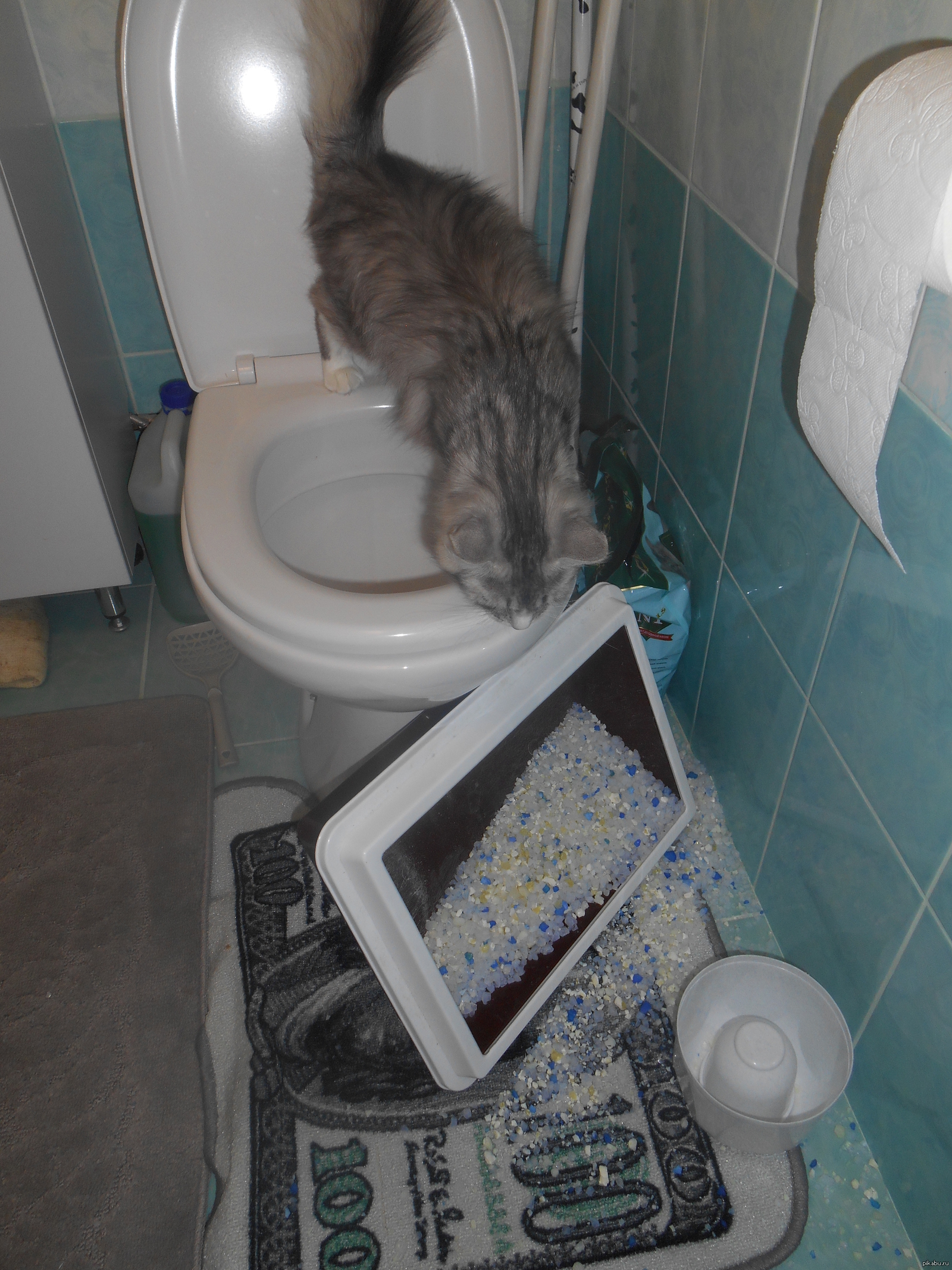 Кот пописал не в лоток. Приучение кошки к унитазу. Унитаз для кошек. Лоток для кошек в маленький туалет. Лоток для кошек на унитаз.