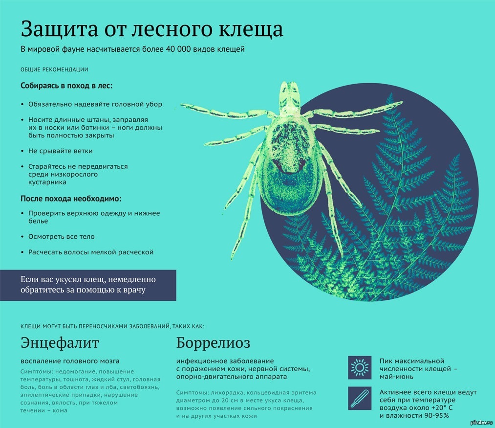 Защита от лесного клеща | Пикабу